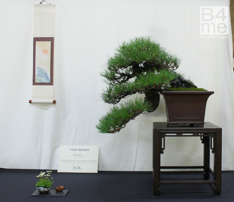 Japanese Black Pine bonsai